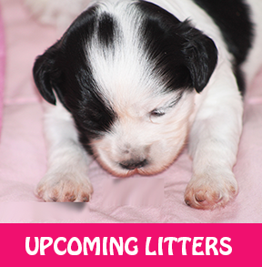 upcominglitters
